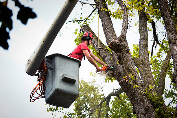 Trusted Crowley, TX Tree Removal Experts